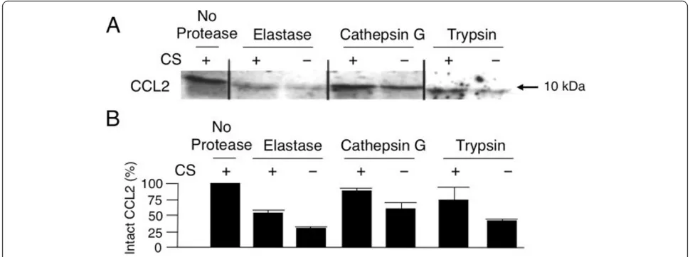 Figure 8 Binding to chondroitin sulfate chains protects CCL2 from protease-mediated degradation