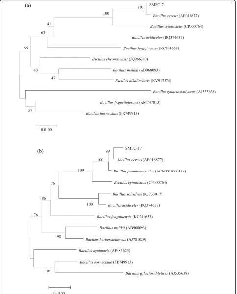 Fig. 3 Phylogenetic tree of strain SMFC-7, SMFC-17: a SMFC-7, b SMFC-17