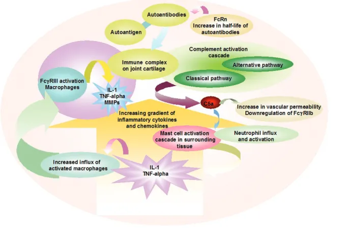 Figure 1Schematic representation of a local autoantibody-induced inflammatory network in an arthritic joint