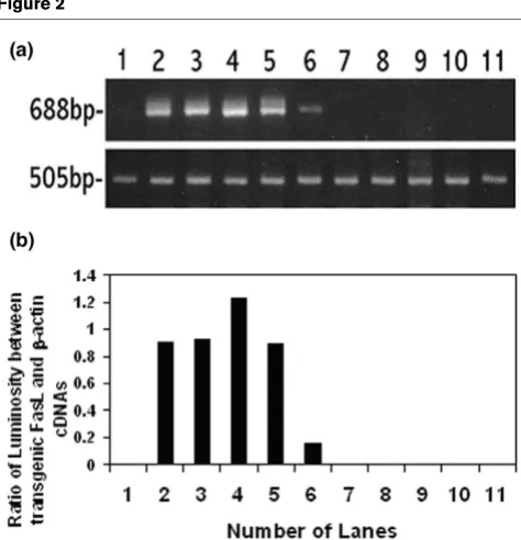 Figure 2FasL gene transfer increases the expression of FasL 