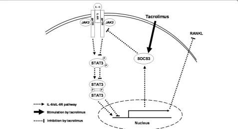 Figure 6 Summary for the effect of calcineurin inhibitor, tacrolimus, on the regulation of RANKL expression through IL-6/sIL-6R/JAK2/STAT3/SOCS3 pathway