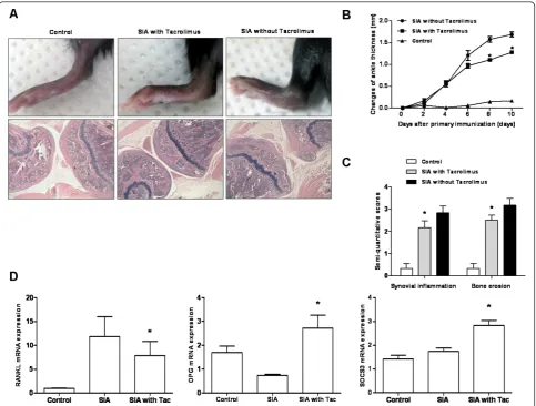 Figure 2 The therapeutic effect of tacrolimus on inflammation and bone erosion in a serum-induced arthritis mouse modelmRNA expression in the affected joints of mice with serum-induced arthritis (serum-induced arthritis was reversed with treatment by tacro