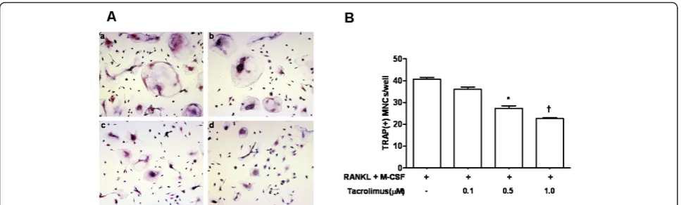 Figure 5 The effect of tacrolimus on the formation of TRAP(+) multinucleated cellsmacrophage colony-stimulating factor; RANKL, receptor activator of NF-