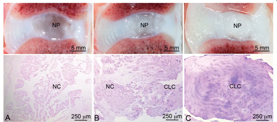 Figure 1 Typical macroscopic pictures and corresponding H&E sections of the applied classification
