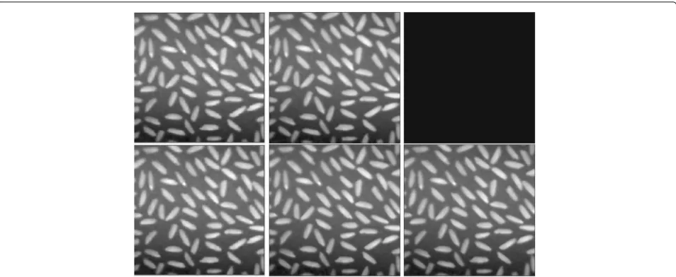 Fig. 10 Top row, restored Rice image by PMPL method; bottom row, restored images by our algorithm; first column, noisy images; two rightcolumns, recovered with λ = 29.05 and λ = 29, respectively