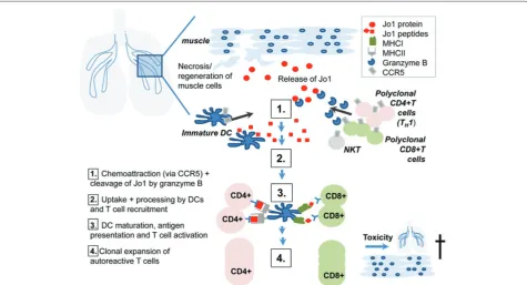 Figure 3. Autoimmunity could be initiated in lung and perpetuated in muscle. Epidemiologic studies suggest cigarette smoking as a key environmental risk factor