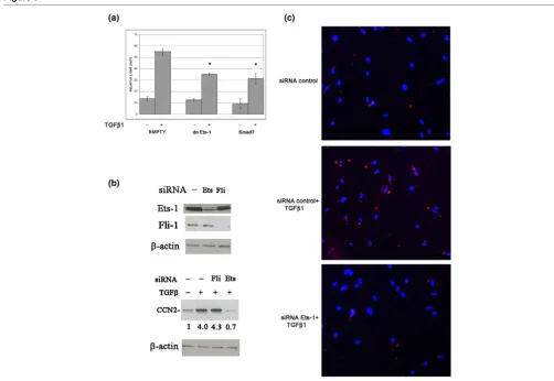 Figure 5Ets-1 is required for the transforming growth factor (TGF)Ets-1 is required for the transforming growth factor (TGF)ββ induction of CCN2