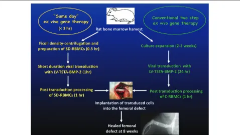 Figure 2. ‘Same day’ ex vivo gene therapy. BMP-2, bone morphogenetic protein-2; C, cultured; LV, lentiviral vector; RBMC, rat bone marrow cell; SD, same day; TSTA, two-step transcriptional amplifi cation.