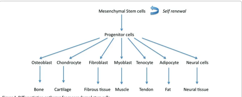 Figure 1. Diff erentiation pathways for mesenchymal stem cells.