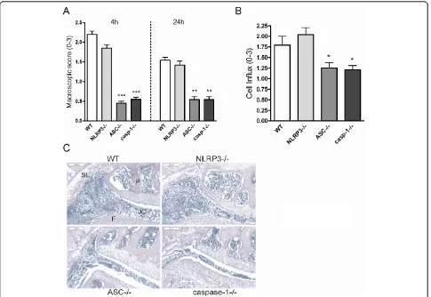 Figure 5 ASC and caspase-1-dependent role in murine Lyme arthritisgroup. Data are mean ± SEM from 10 knees in each group; **and caspase-1 knockout mice