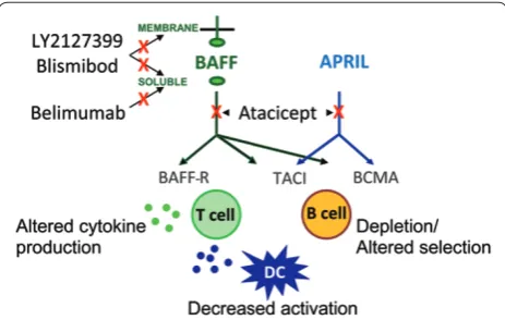 Figure 1. Mechanisms of action for human B-cell activating factor and a proliferation-inducing ligand inhibitors