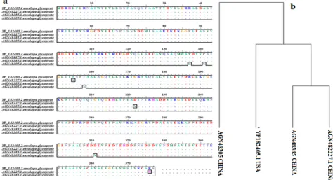 Figure 1. (or change in amino acid. (a): Multiple sequence alignment using Bioedit software