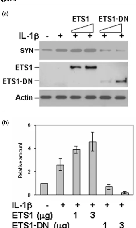 Figure 5SYN transcription, as indicated by the finding that the specificinhibitors against Erk, but not JNK and p38, block SYN expres-
