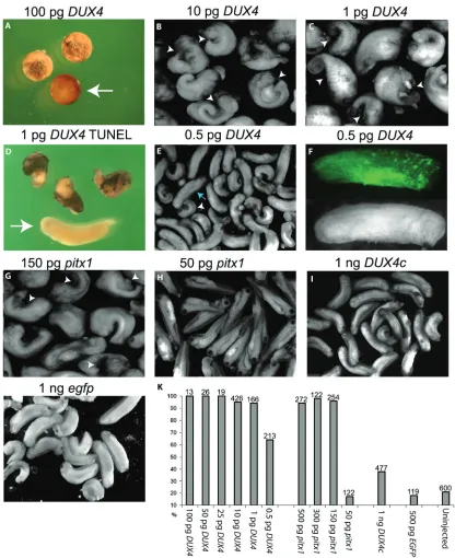 Figure 1. DUX4 and pitx1 induce developmental abnormalities. A) Injection of 100 pg DUX4 mRNA leads to early de-velopmental arrest (stage 9) and apoptosis compared to control embryos (arrow)