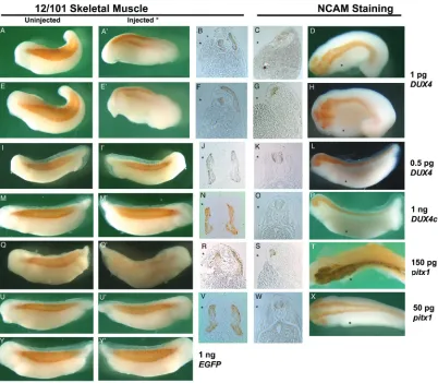 Figure 2. Expression of DUX4 and pitx1 but not DUX4c affect muscle and neural tissue development