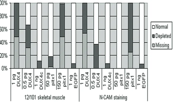 Figure 3. Summary of DUX4, DUX4c, and pitx1 mediated affects. Graphic summary of results from Figure 2, showing percent of animals with missing, depleted, or normal 12/101 and NCAM immunostaining