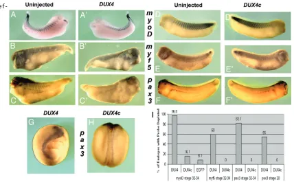 Figure 4. Effects of DUX4 and DUX4c on myoD, myf5, and pax3 mRNA expression patterns. A-F) Stage 32-34 embryos were assessed for observable defects produced by DUX4 (A-C) and DUX4c (D-F) by in-situ hybridization for myogenic regulators