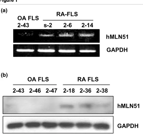 Figure 1did not have a significant effect on the SF-mediated prolifera-tion of RA FLSs