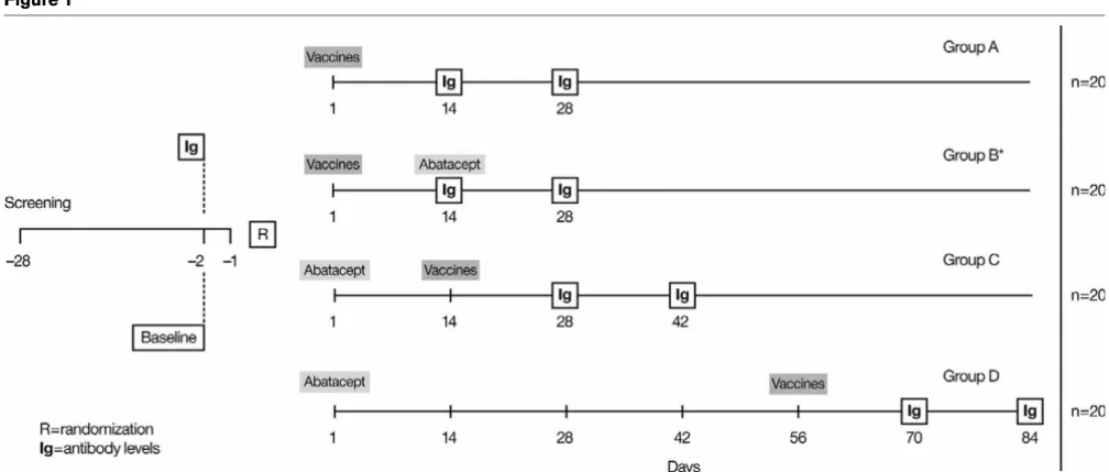 Figure 1Patient disposition from enrollment to completion of the trial. *Abatacept administered after immunoglobulin (Ig) determination at day 14.Patient disposition from enrollment to completion of the trial