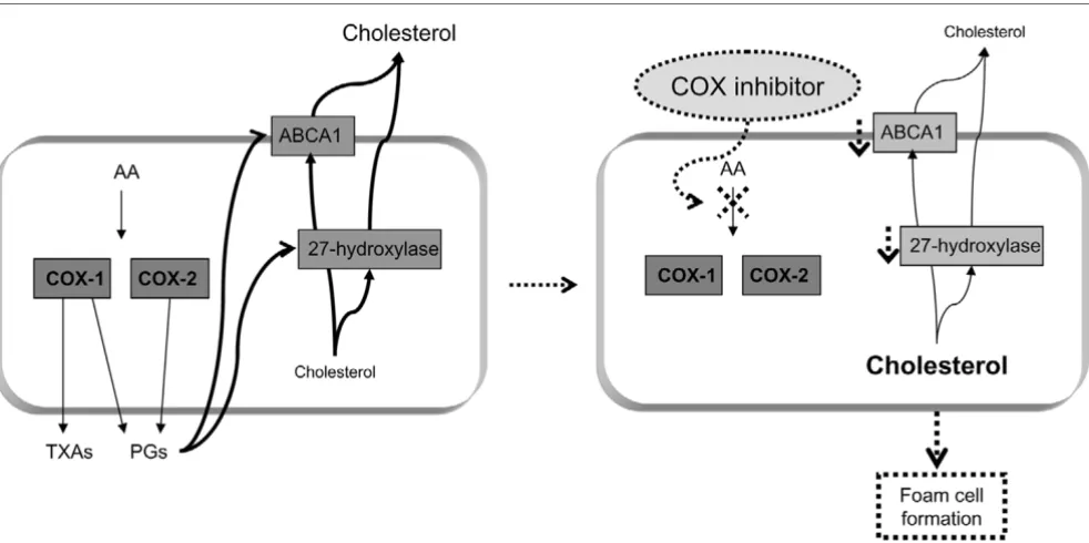Figure 9COX inhibition impairs reverse cholesterol transportCOX inhibition impairs reverse cholesterol transport