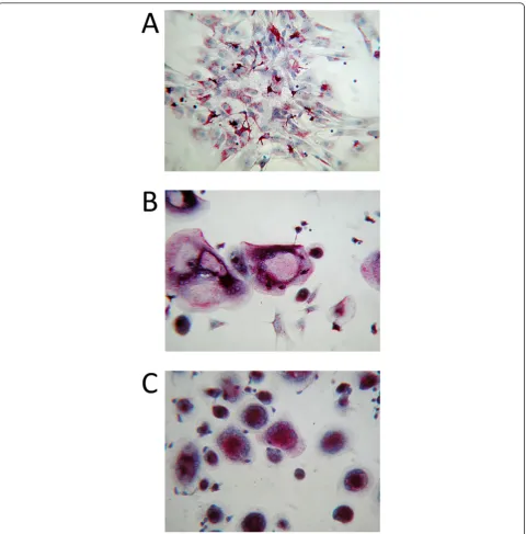 Figure 6 Co-cultures of human peripheral blood mononuclear cells (PBMCs) and chondrocytesphosphatase (TRAP) staining, and osteoclasts were identified by the presence of
