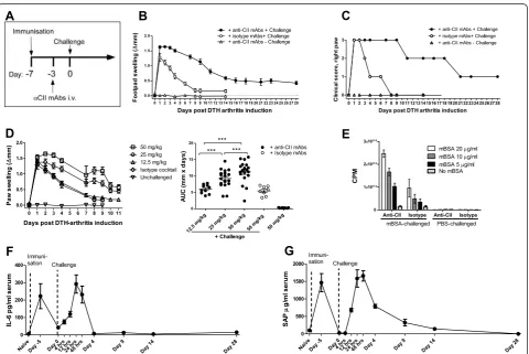 Figure 1 Establishment and assessment of the delayed-type hypersensitivity (DTH)-arthritis modelarthritis in mice.challenge for the group that received anti-type II collagen antibody cocktail (anti-CII) + challenge