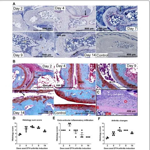 Figure 2 Development of severe arthritis in mice with delayed-type hypersensitivity (DTH) arthritis