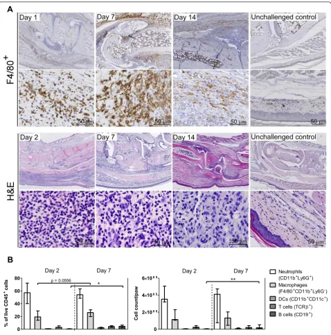 Figure 3 Composition of the inflammatory infiltrate in delayed-type hypersensitivity (DTH) arthritisas absolute numbers per paw