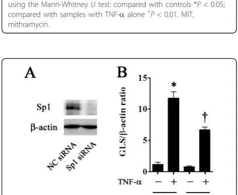 Figure 3 Effect of tumor necrosis factor-alpha (TNF-a) andmithramycin on Sp1 protein expression in fibroblast-likesynoviocyte nuclei