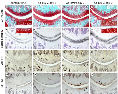 Figure 1Histological appearance of knee joints injected with an adenovirus overexpressing bone morphogenetic protein-2 (BMP-2)injected intra-articularly with Ad-BMP-2 or a control virus