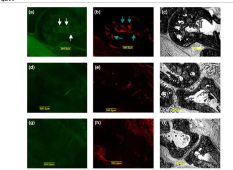 Figure 6Effect of dehydroxymethylepoxyquinomicin on NF-Effect of dehydroxymethylepoxyquinomicin on NF-κκB activation and NFATc1 expression in joints of collagen-induced arthritis