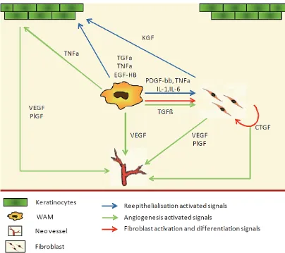 Figure 1. Direct and indirect control of reepithelialisation, angiogenesis and fibroblast activation by macrophages