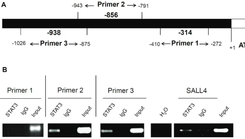 Figure 1. (A) Schematic representation of the three primers sets specific for three putative STAT3 binding sites in the β-catenin gene promoter region