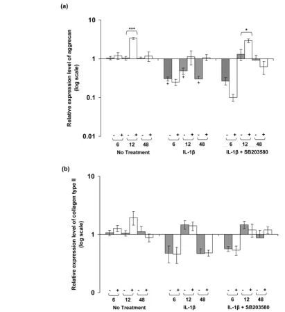 Figure 6IL-1IL-1ββ and dynamic compression influences aggrecan expression but not collagen type II and dynamic compression influences aggrecan expression but not collagen type IIaggrecan and (b) collagen type II expression in unstrained (-) and strained (+) constructs cultured under no treatment conditions or with 10 ng/ml IL-