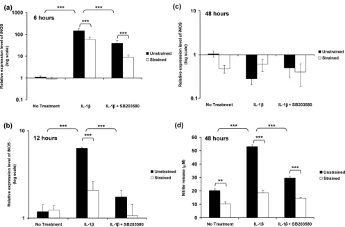 Figure 4Dynamic compression inhibits IL-1Dynamic compression inhibits IL-1β induced iNOS expression and production of nitrite releaseβ induced iNOS expression and production of nitrite releaseon (a,b,c) iNOS expression and (d) nitrite production in unstrained and strained constructs cultured under no treatment conditions or with 10 ng/ml 