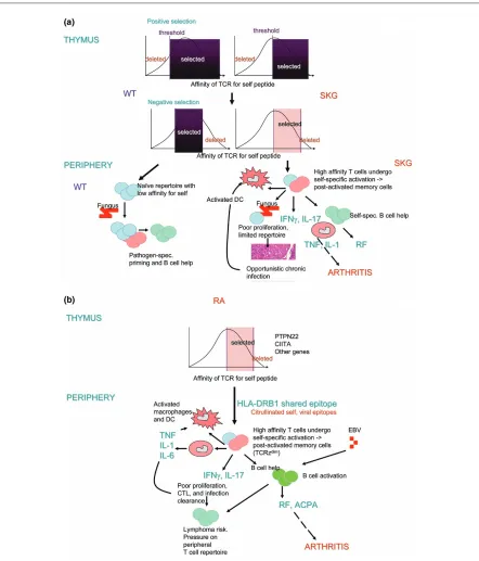 Figure 1Pathogenesis of inflammatory arthritis. (a) The SKG model and (b) a model for rheumatoid arthritis (RA) suggested by the skg mouse