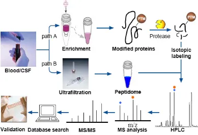Figure 1 Overview of the workflow of MS-based proteomics/peptidomics for biomarker discovery