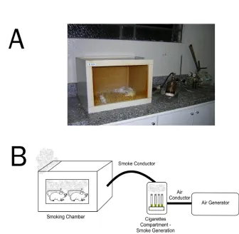 Figure 1  Photograph (A) and graphic description (B) of the experimental system. The cigarettes were lightened in  a glass and left to glow in the compartment; the produced smoke was drawn into the chamber where the mice were placed only for the exposure