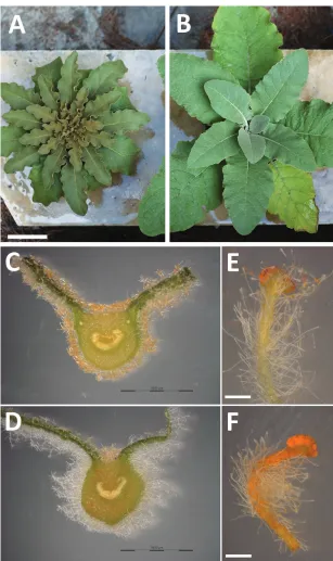 Figure 2. Comparative illustration of V. delphicum subsp. cervi and subsp. delphicum differential traits: A, C, E subsp