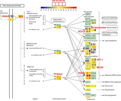 Figure 4 Genes regulated by SHP in PPAR signaling pathway. PPAR signaling pathway from KEGG (Kyoto  Encyclopedia of Genes and Genomes) was analyzed