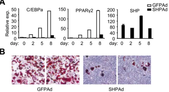 Figure 5 Effect of SHP on adipocyte differentiation in 3T3-L1 cells. A. 3T3-L1 cells were induced to differentiation  without or with SHP adenovirus transduction (MOI: 50), as described in the M&M section