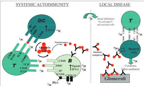 Figure 1. Molecular pathogenesis of lupus nephritis and potential therapeutic targets