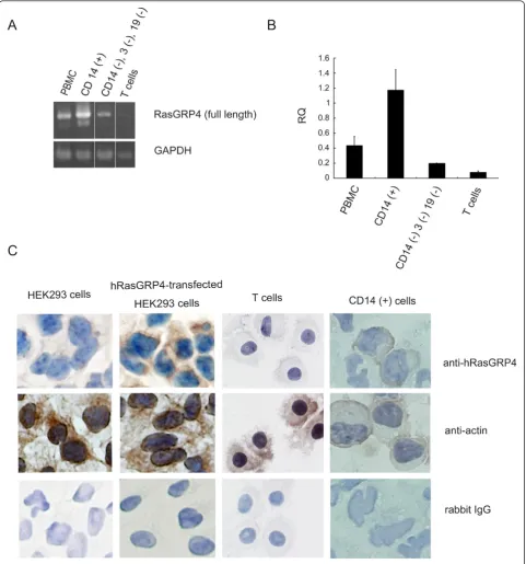 Figure 1 Evaluation of hRasGRP4 expression in peripheral bloodwas done in a triplicate manner for three times and the error bars indicate standard errors.separation approach using an exon 1/exon 17 primer set in the hRasGRP4 gene was carried out to evaluat