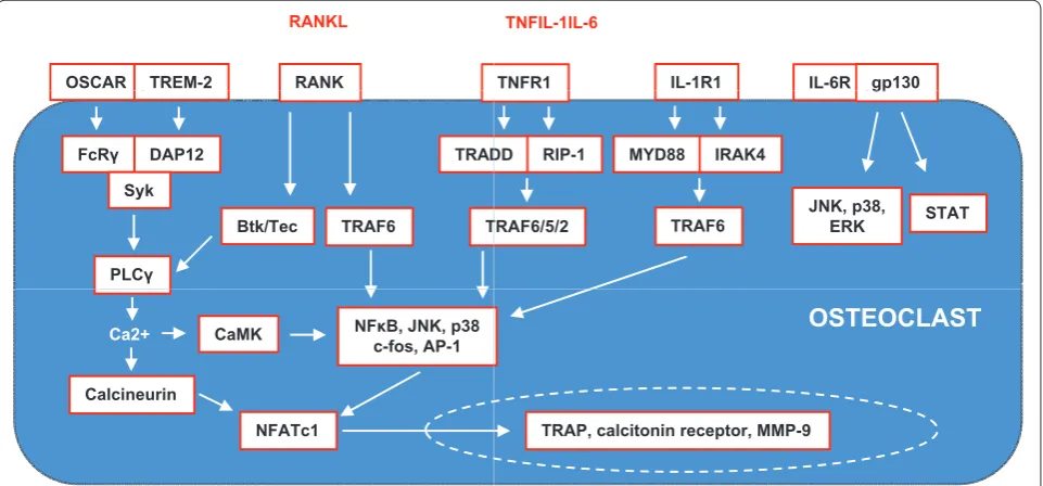 Figure 2. Intracellular signalling during infl ammation-induced osteoclastogenesis. RANKL (receptor activator of NF-kB ligand) binds to its receptor RANK and induces the key regulator of osteoclast diff erentiation NFATc1 (Nuclear factor of activated T cel