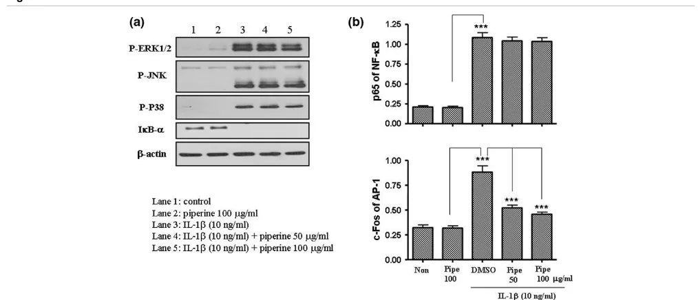 Figure 2Effect of piperine on the production of extracelluar matrix degradation enzymes (matrix metalloproteinases (MMPs))Effect of piperine on the production of extracelluar matrix degradation enzymes (matrix metalloproteinases (MMPs))