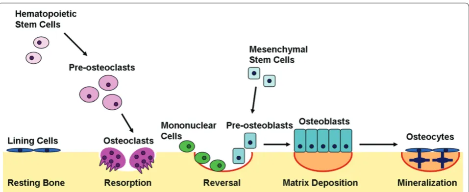 Figure 3. Bone remodeling. Bone remodeling begins when osteoclasts resorb bone mineral and matrix