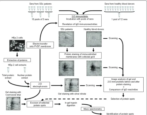 Figure 1 Experimental design for screening anti-HEp-2 cell antibodies and identifying target autoantigens in SSc patients