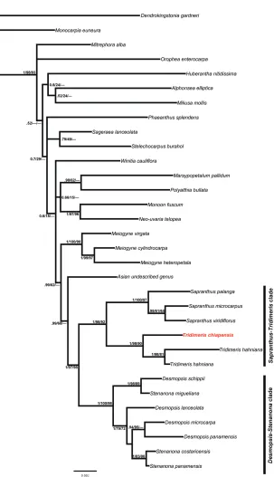 Figure 2. The 50% majority-rule consensus tree from the Bayesian analysis of six cpDNA markers