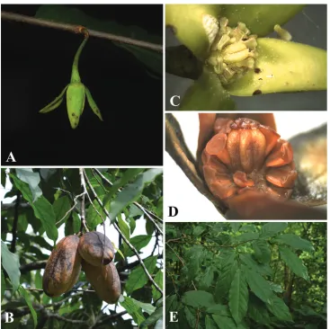 Figure 3. Tridimeris chiapensis Escobar-Castellanos & Ortiz-Rodr. A Dimerous flower B Large and fleshy fruits C Flower showing the pollen release and a triangular white patch at the base of the inner petals D Five carpels surrounded by numerous stamens E L