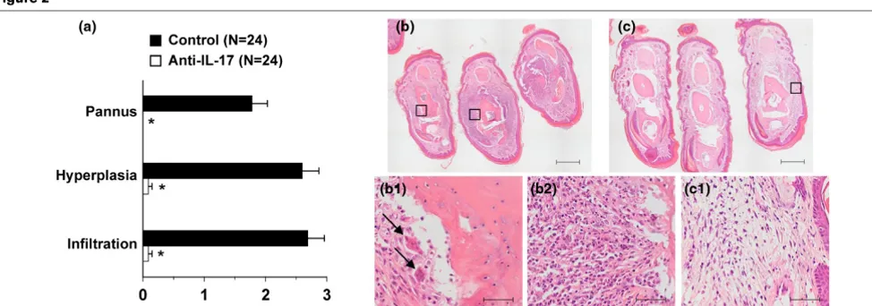 Figure 2Absence of infiltration of neutrophils and bone destruction in the joints of anti-IL-17-treated miceAbsence of infiltration of neutrophils and bone destruction in the joints of anti-IL-17-treated mice